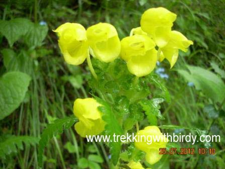 Valley of Flower